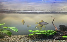 Angelfish fish for sale: Mono Angelfish  - Image 4