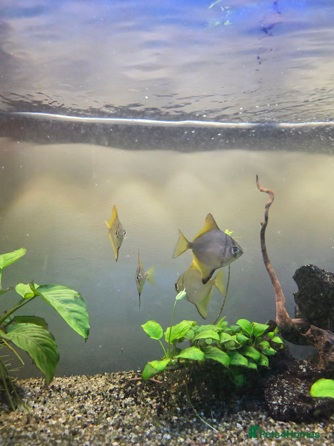 Angelfish fish for sale: Mono Angelfish  - Image 4