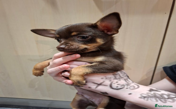 Chihuahua dogs - Advert 14
