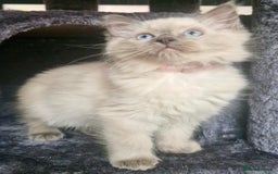 Ragdoll cats for sale:  FIFe Registered Ragdoll Kittens Champion Line - Image 1