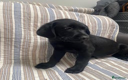 Labrador Retriever dogs for sale: Beautiful Labrador puppies  - Image 4