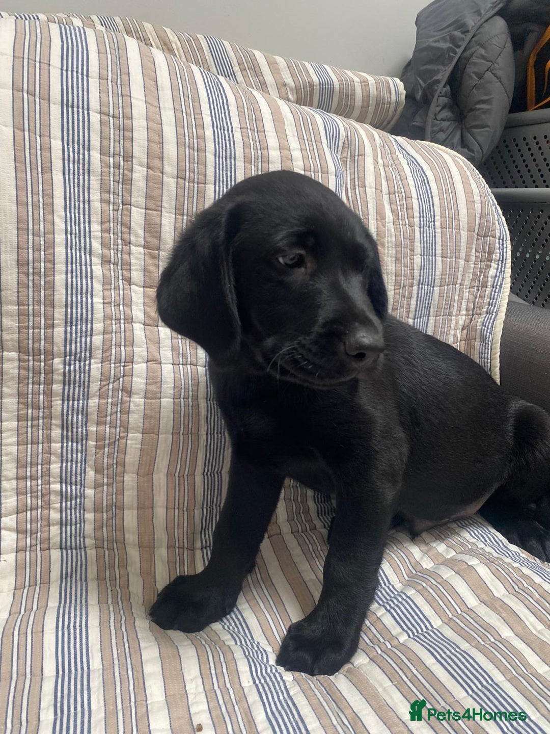 Labrador Retriever dogs for sale: Beautiful Labrador puppies  - Image 4