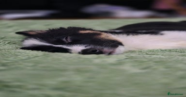 Border Collie dogs Stunning little litter of border collies  - Advert 14