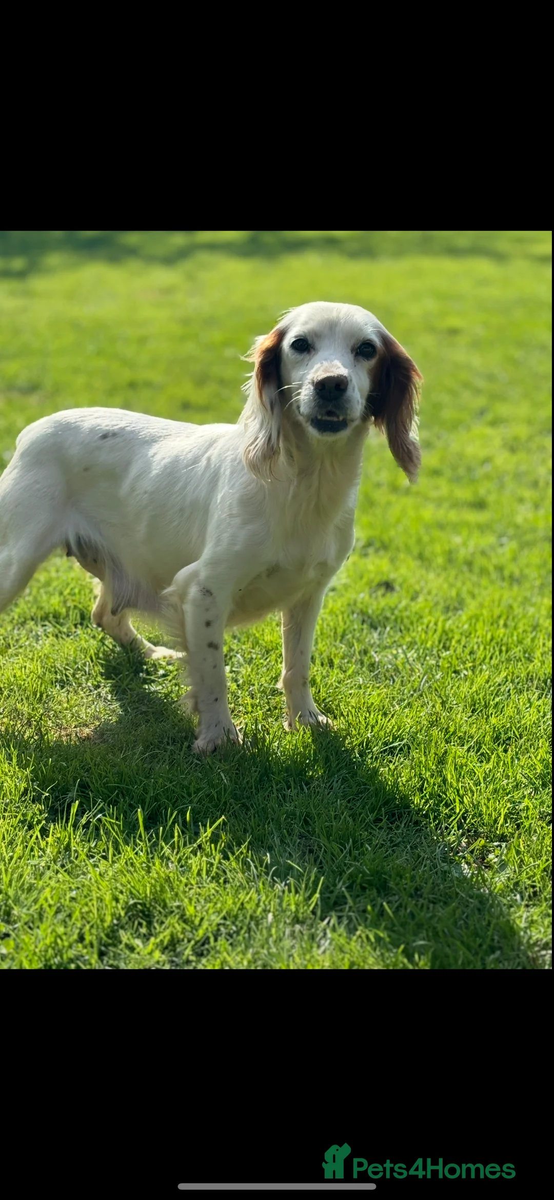 Cocker Spaniel dogs for sale: Rehome Cocker Spaniel - Advert 4