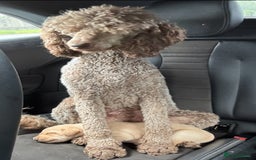 Labradoodle dogs for sale: Labradoodle male puppy - Image 5