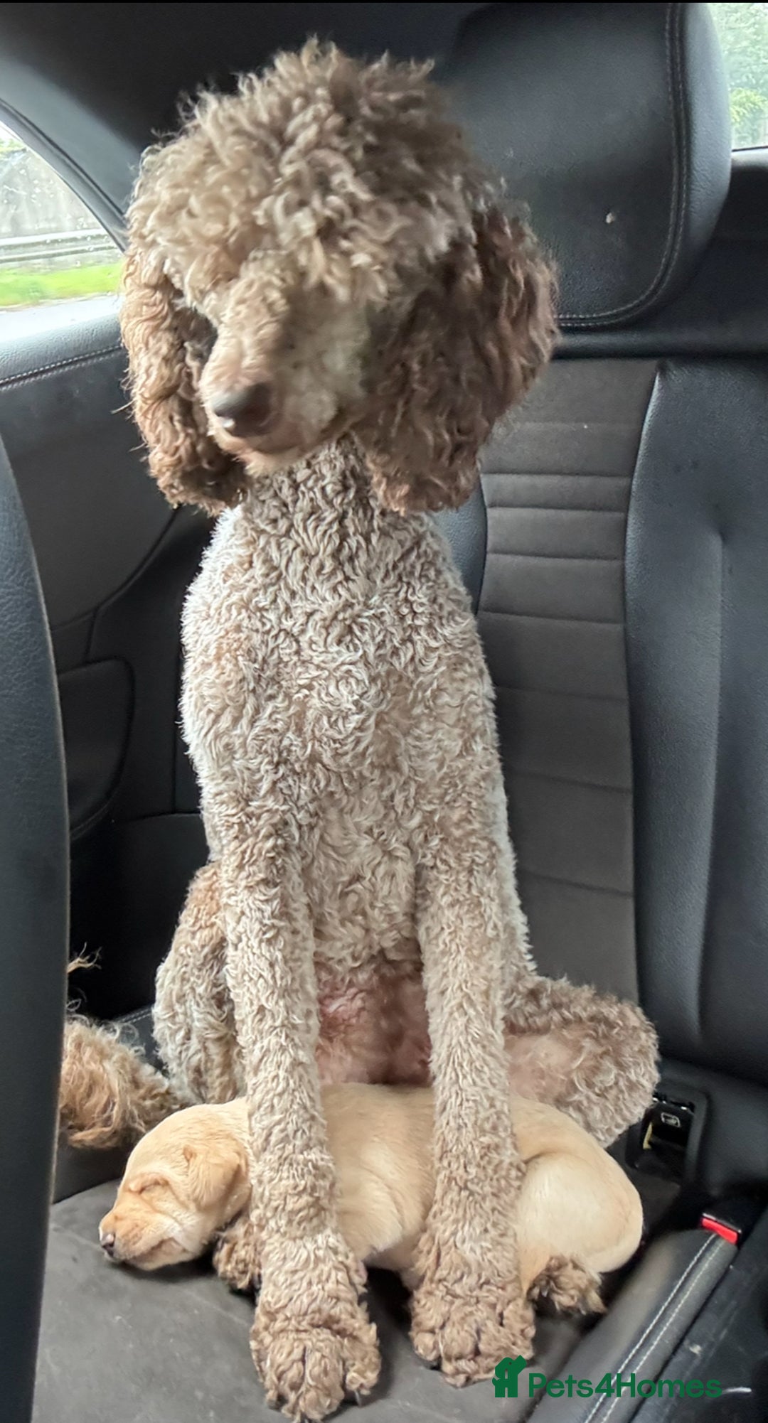 Labradoodle dogs for sale: Labradoodle male puppy - Image 5