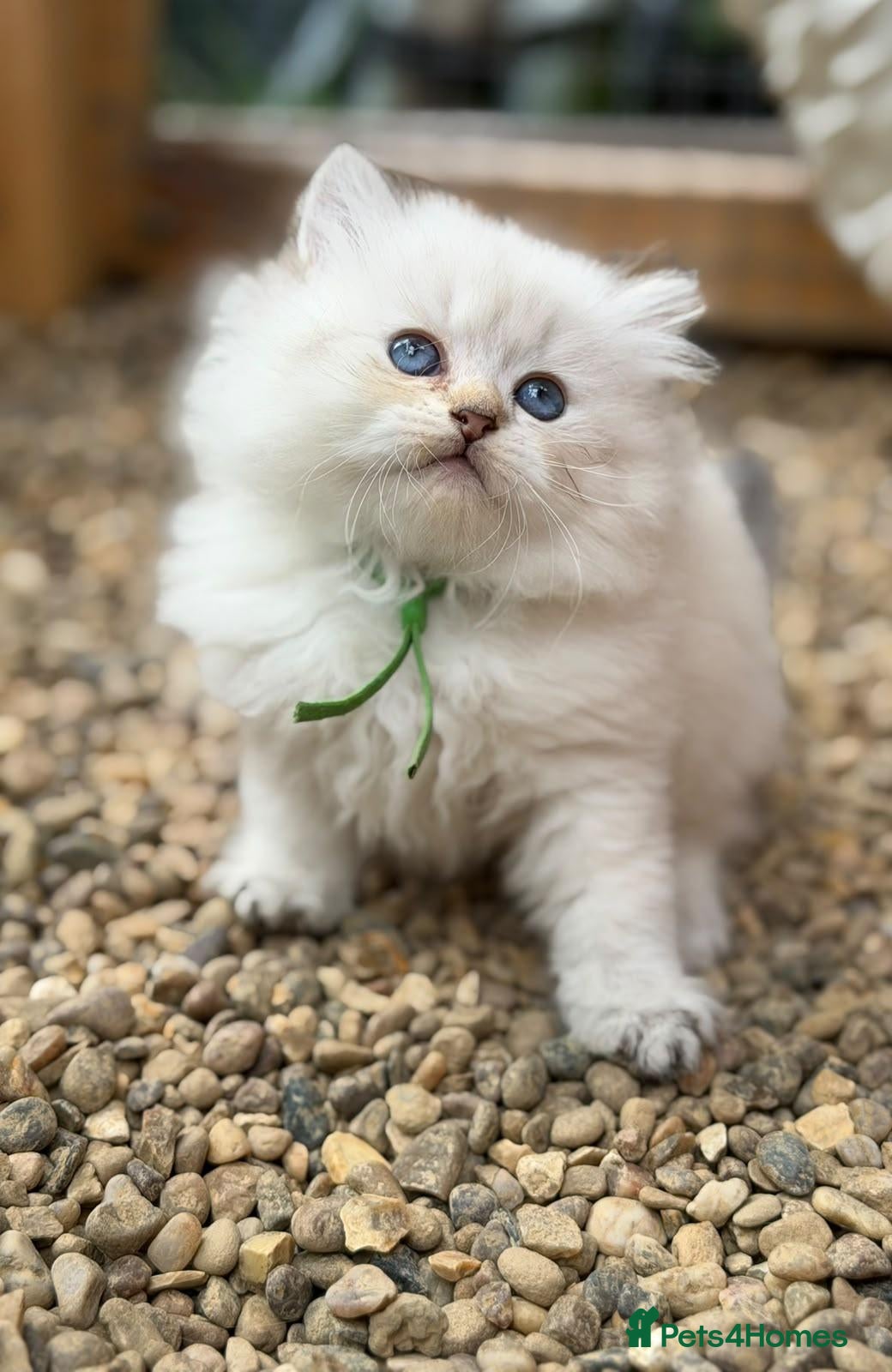 British Longhair cats PURE-Beautiful British kittens female long hair  - Advert 3