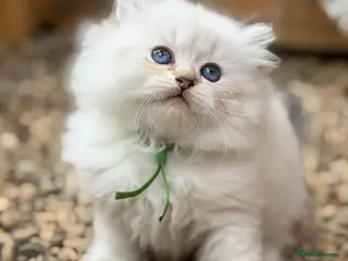 British Longhair cats PURE-Beautiful British kittens female long hair - Advert 3