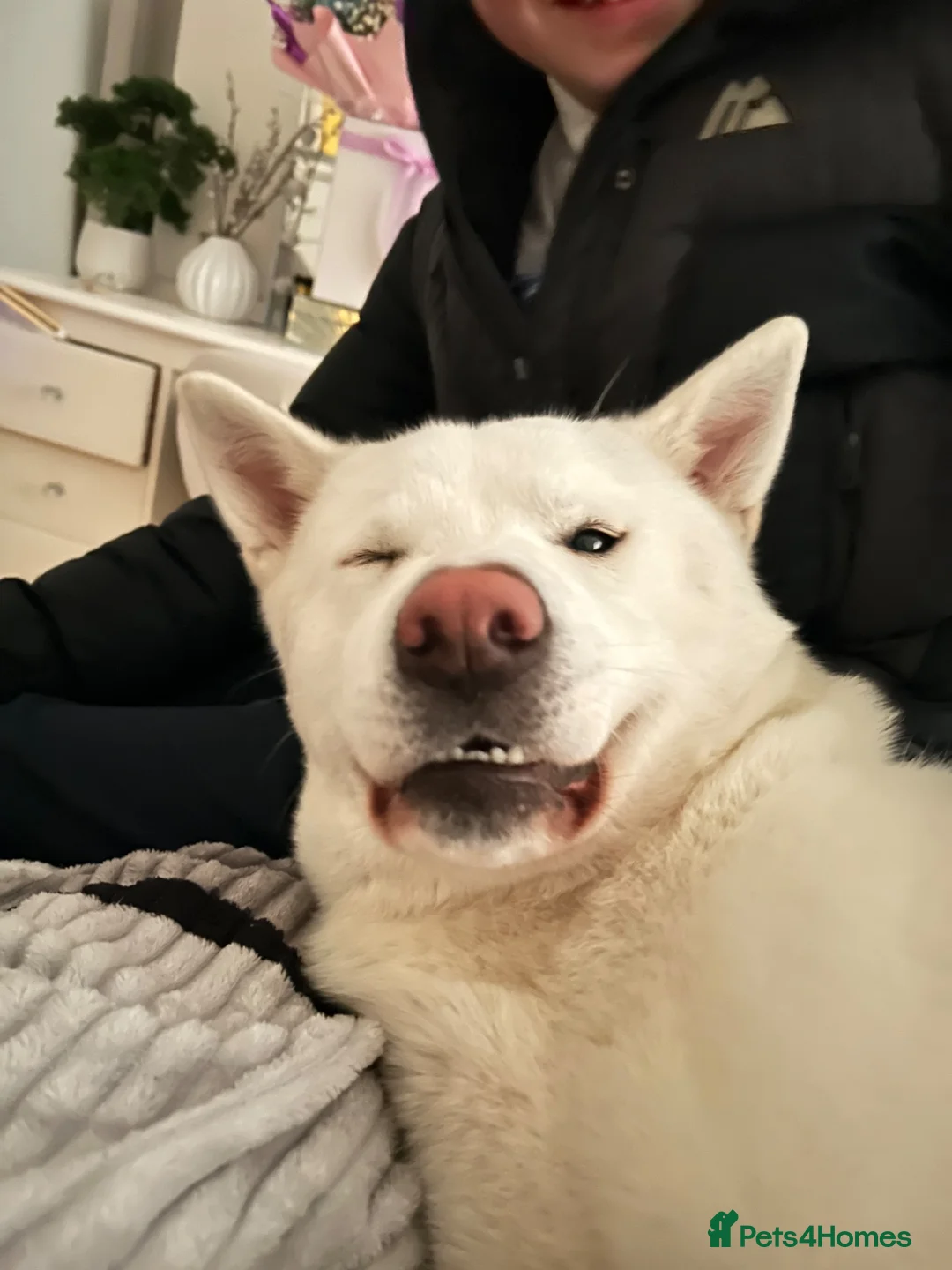 Akita dogs for sale: 3 year old Akita in Liverpool - Advert 2