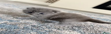British Shorthair Kitten 1