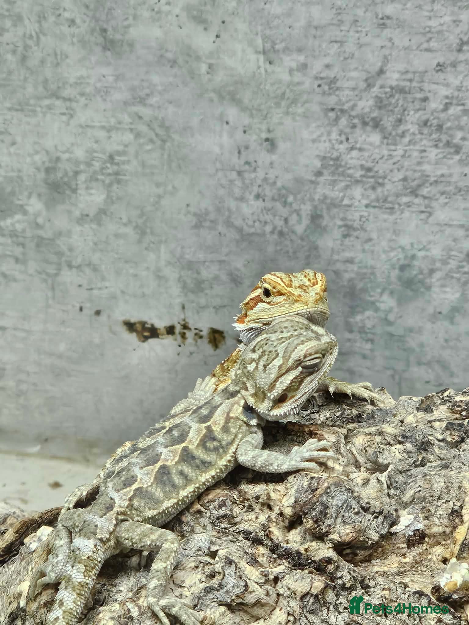 Bearded Dragon reptiles 5 Bearded Dragons  - Advert 1