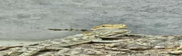 Bearded Dragon reptiles for sale: 1 Bearded Dragons  - Advert 1