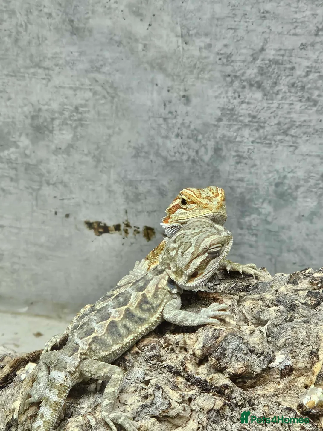 Bearded Dragon reptiles for sale: 1 Bearded Dragons  - Advert 1