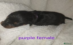 Rottweiler dogs for sale: Chunky big boned rottweilers  - Image 18