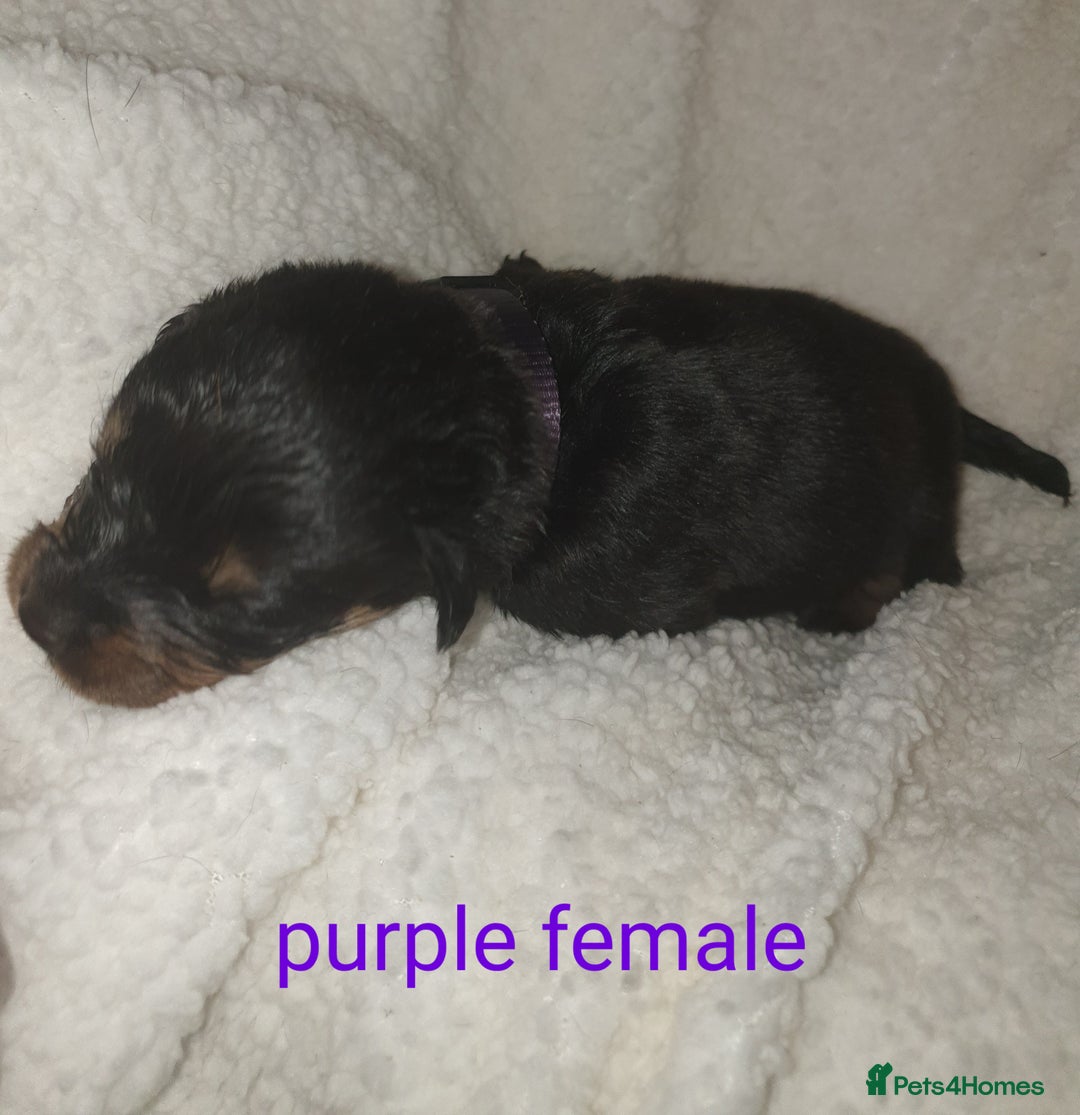 Rottweiler dogs for sale: Chunky big boned rottweilers  - Image 18