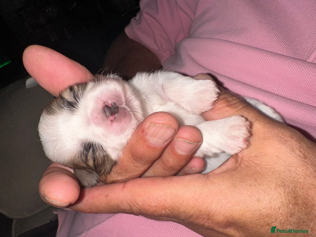 Shih Tzu dogs for sale: 5 Beautiful shihtzu  puppies for sale 2xM 3xF - Image 19