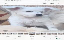 Chinese Crested dogs for sale: 5 beautiful Chinese crested puffs 3 girls 2 boys - Image 23