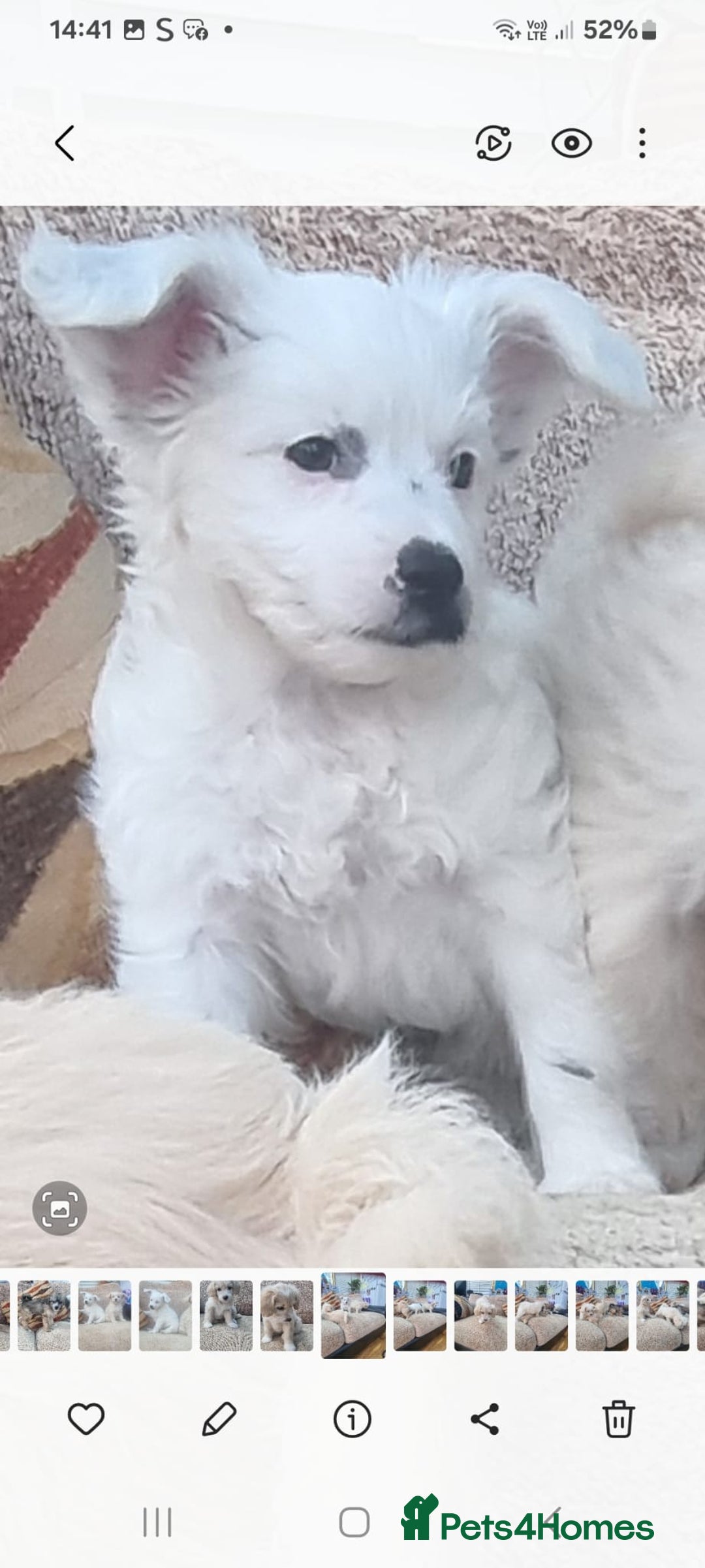 Chinese Crested dogs for sale: 5 beautiful Chinese crested puffs 3 girls 2 boys - Image 23