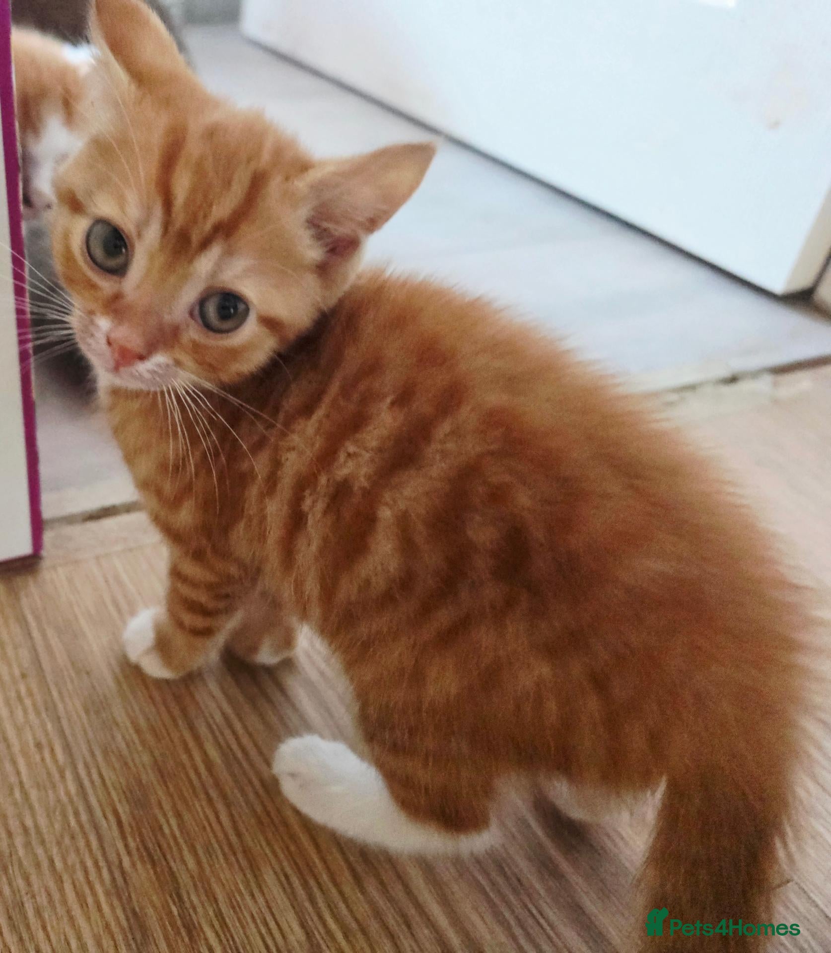 Mixed Breed cats Beautiful ginger boy - Advert 13