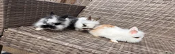 Lionhead rabbits for sale: Adorable Purebred Lionhead Bunny Babies - Advert 3