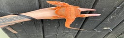 Bearded Dragon reptiles for sale: Various Bearded Dragon Morphs in Downham Market - Advert 7