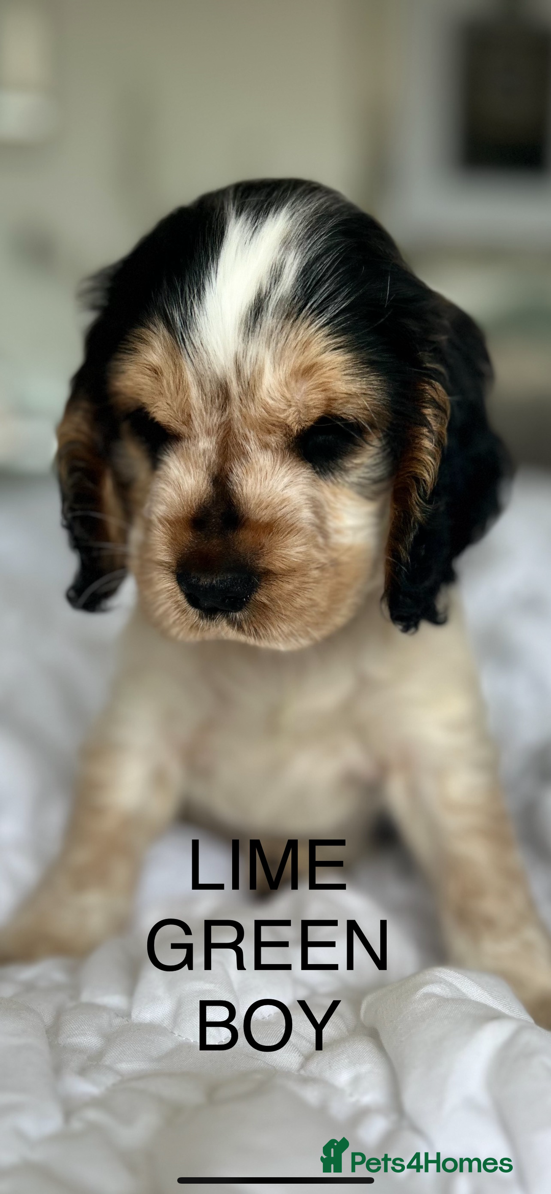 Cocker Spaniel dogs for sale: OUTSTANDING KC REG SHOW COCKER SPANIEL PUPPIES  - Image 3
