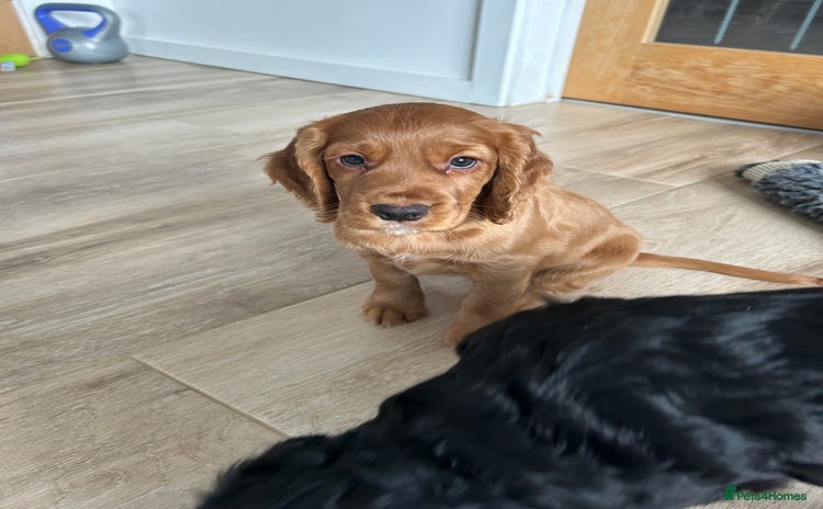 Cocker Spaniel dogs working cocker spaniel puppies - Advert 9
