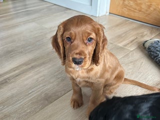 Cocker Spaniel dogs working cocker spaniel puppies - Advert 14