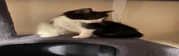 Mixed Breed cats for sale: Kittens  - Advert 3