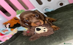 Miniature Dachshund dogs for sale: Miniature dachshund boy - Image 1