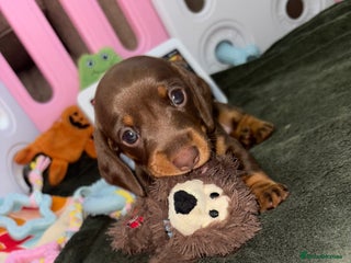 Miniature Dachshund dogs - Advert 1