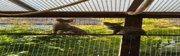 Savannah cats for sale: Savannah F4 girls - Advert 32
