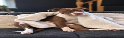 American Bully dogs for sale: Blaze  - Advert 1