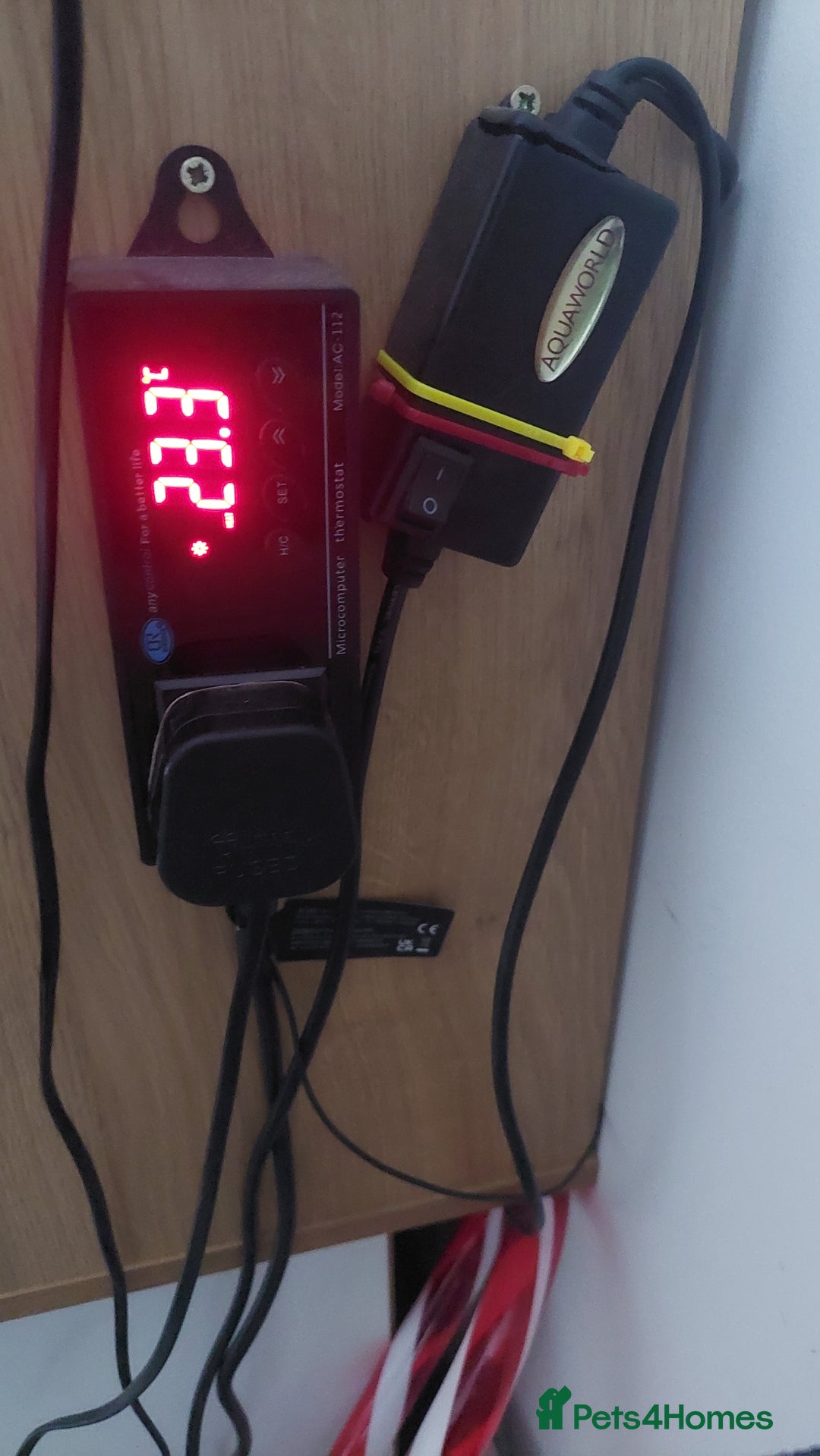 Dragon reptiles for sale: Bearded dragon with viv - Advert 5