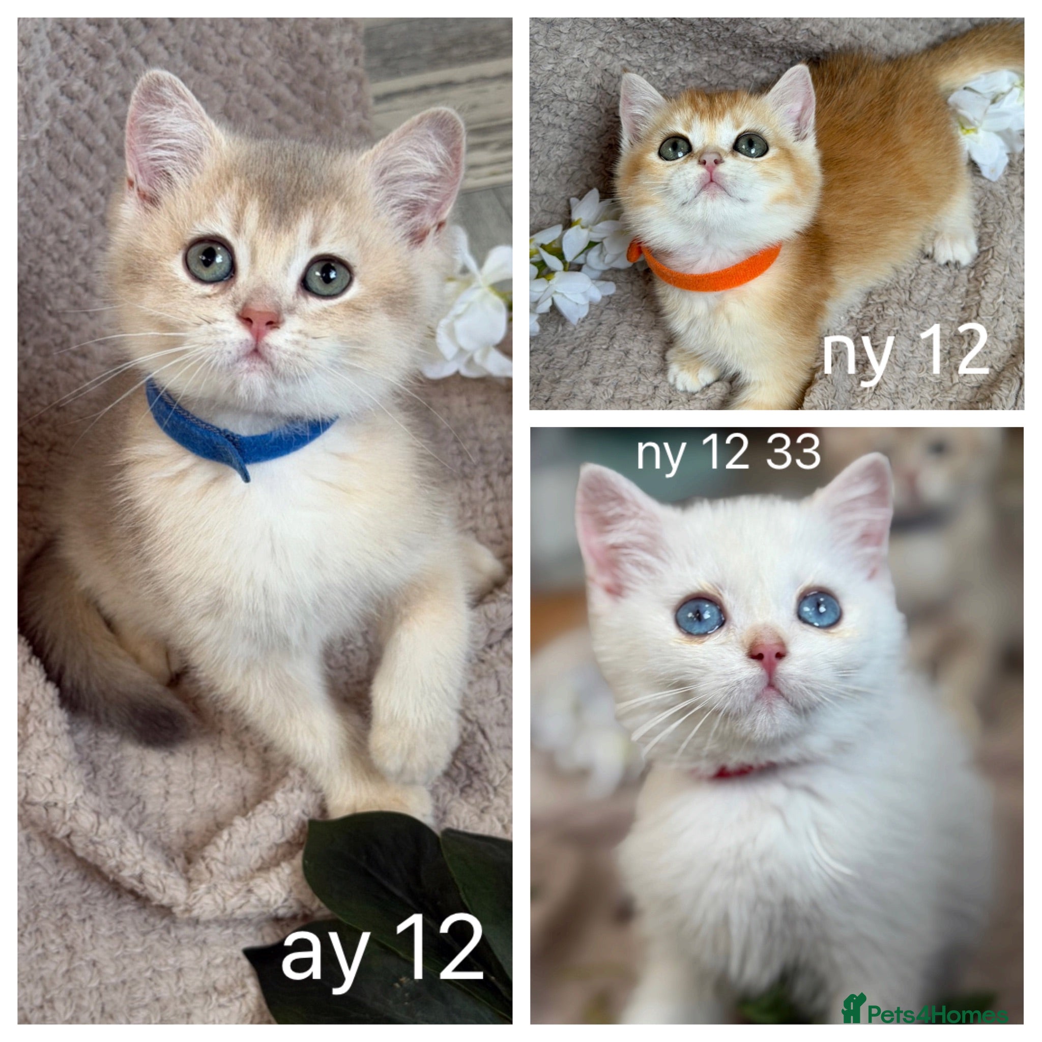 British Shorthair cats British Sh blue golden adorable kittens GCCF  - Advert 11
