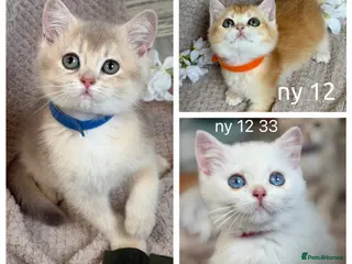 British Shorthair cats British Sh blue golden adorable kittens GCCF - Advert 11