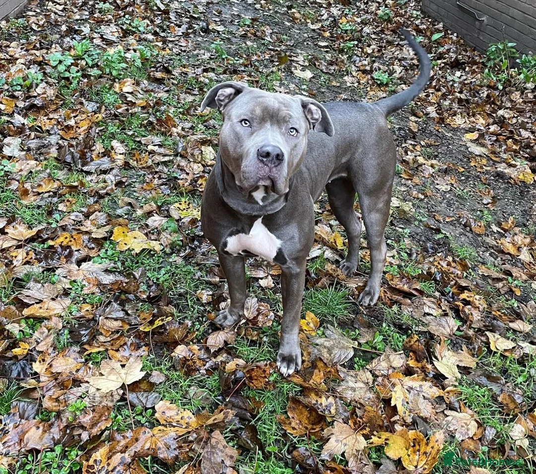 Mixed Breed dogs for sale:  Large Bully-Type Puppies – Ready Soon - Advert 5