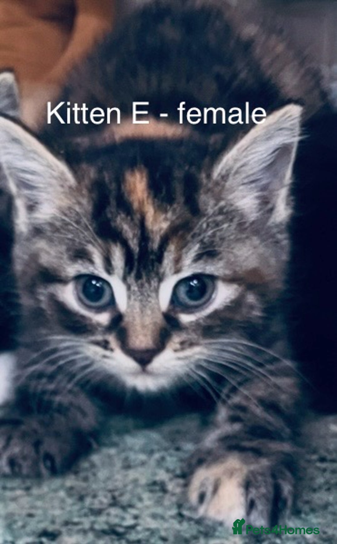 Mixed Breed cats for sale: Beautiful fluffy Russian blue x kittens available  - Advert 6