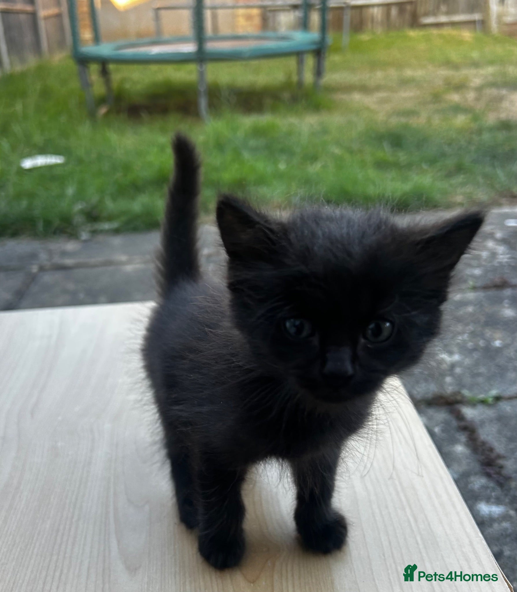 Mixed Breed cats Kitten - Advert 2