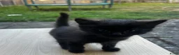 Mixed Breed cats for sale: Kitten in Harrow - Advert 1