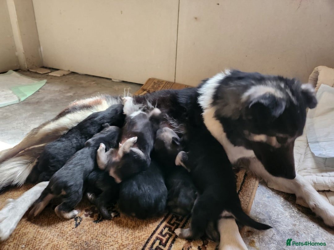 Mixed Breed dogs for sale: Belgian X Collie, 4 beautiful girls, 6 months old  - Image 14