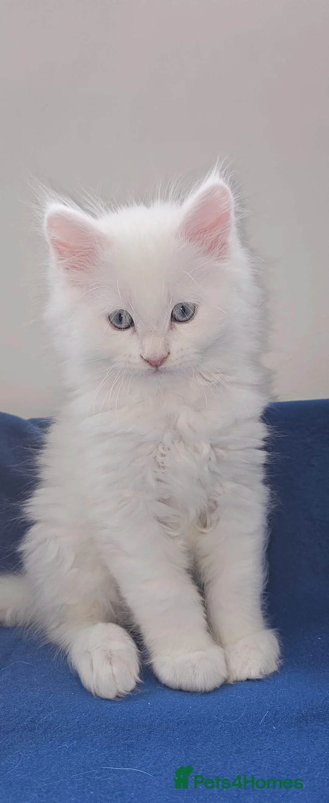 Maine Coon cats for sale: Main coon kittens 1 boy, 1 girl  - Advert 1