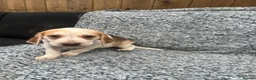 Beagle dogs for sale: Beautiful Beagle Puppies - Advert 7