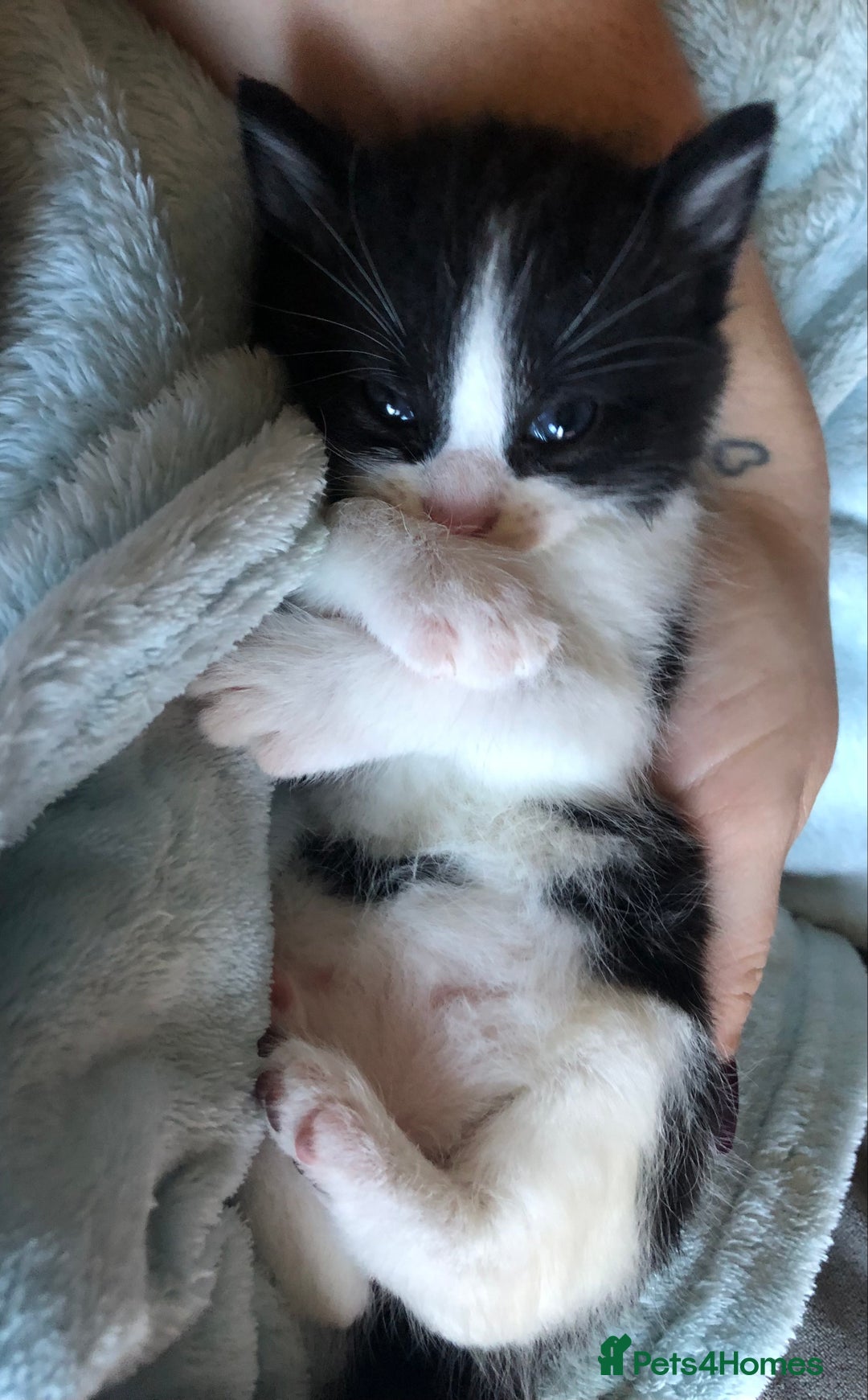 Mixed Breed cats for sale: 3 Beautiful Kittens - Advert 8