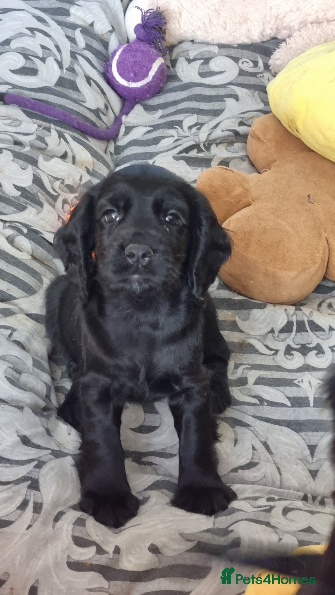 Cocker Spaniel dogs 1 boy left. Cocker Spaniel Puppies for Sale 🐾  - Advert 1