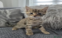 Maine Coon cats for sale: 🐾 Gorgeous Kittens Ready for Their Forever Homes - Image 4