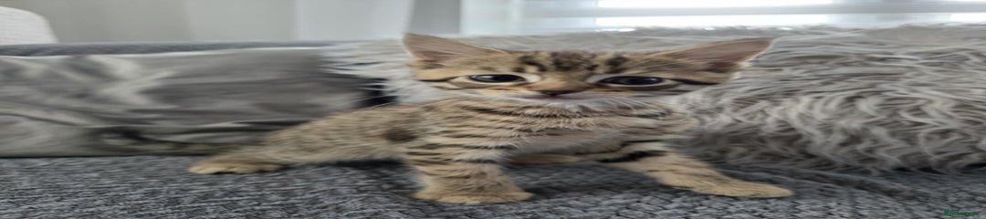 Maine Coon Kitten 4