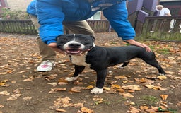 Mixed Breed dogs for sale: Staffordshire cross puppies  - Image 10