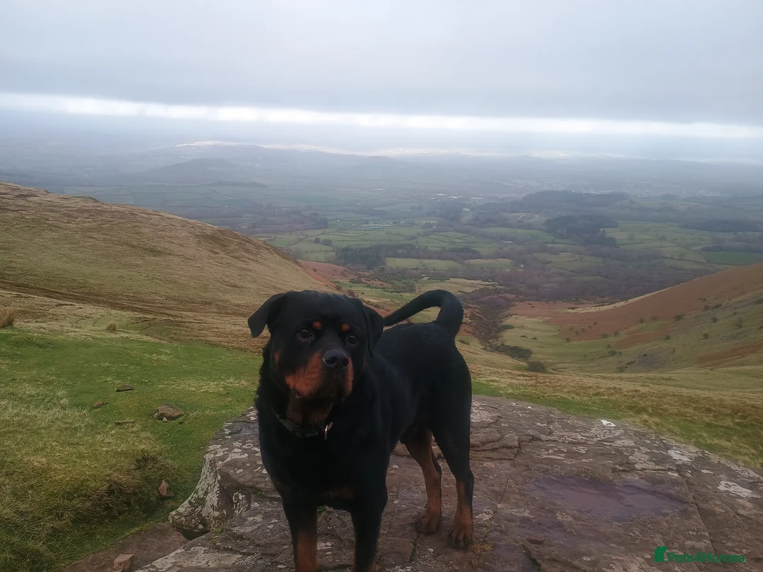 Rottweiler dogs for stud: Mr. Loki - Advert 2