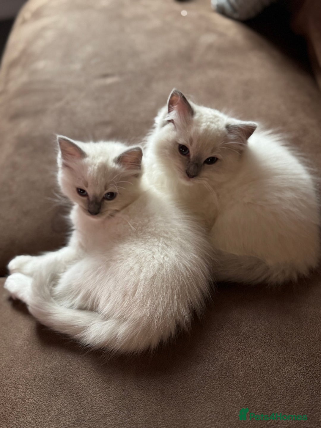 Ragdoll cats for sale: GCCF registered Blue mitted Ragdoll kittens - Image 8